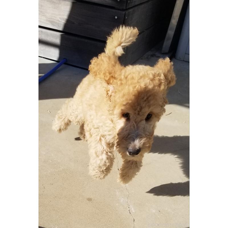 商談中の千葉県のスタンダードプードル-421038の6枚目