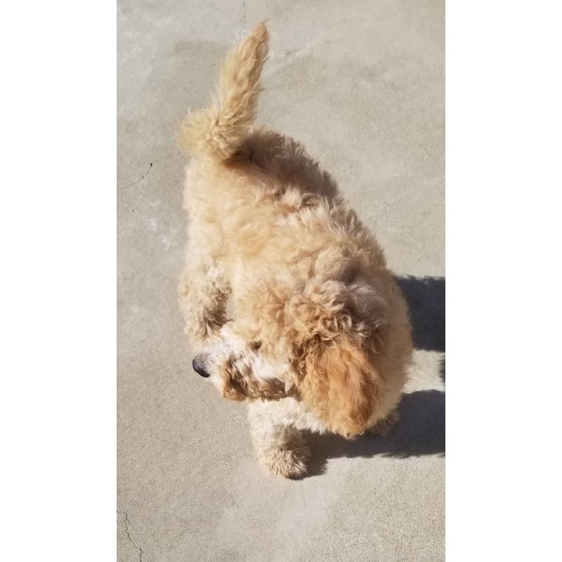 商談中の千葉県のスタンダードプードル-421038の5枚目