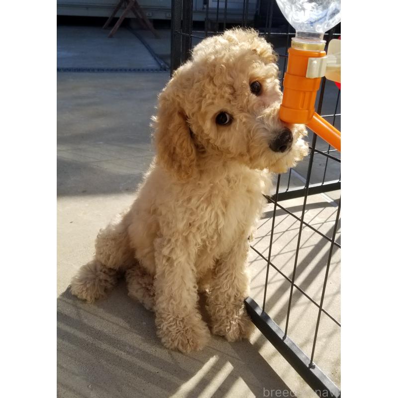 商談中の千葉県のスタンダードプードル-421038の4枚目