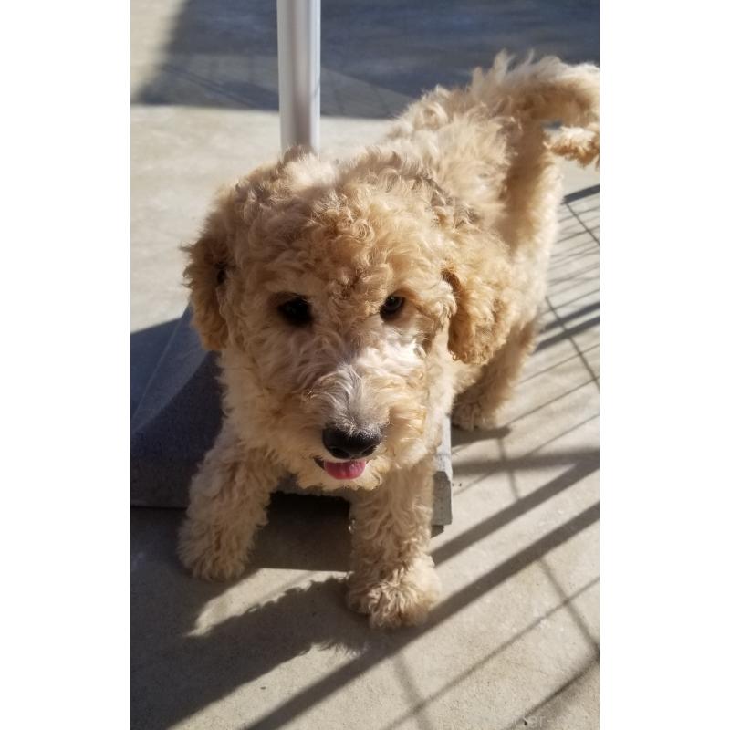 商談中の千葉県のスタンダードプードル-421038の3枚目