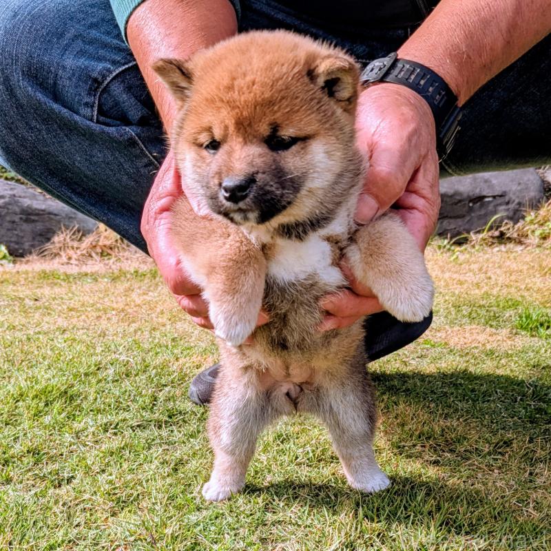 販売中の鹿児島県の豆柴-428469