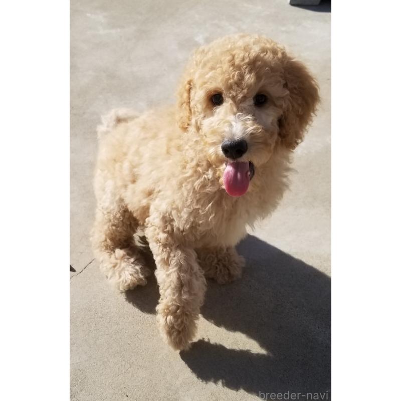 商談中の千葉県のスタンダードプードル-421038の2枚目