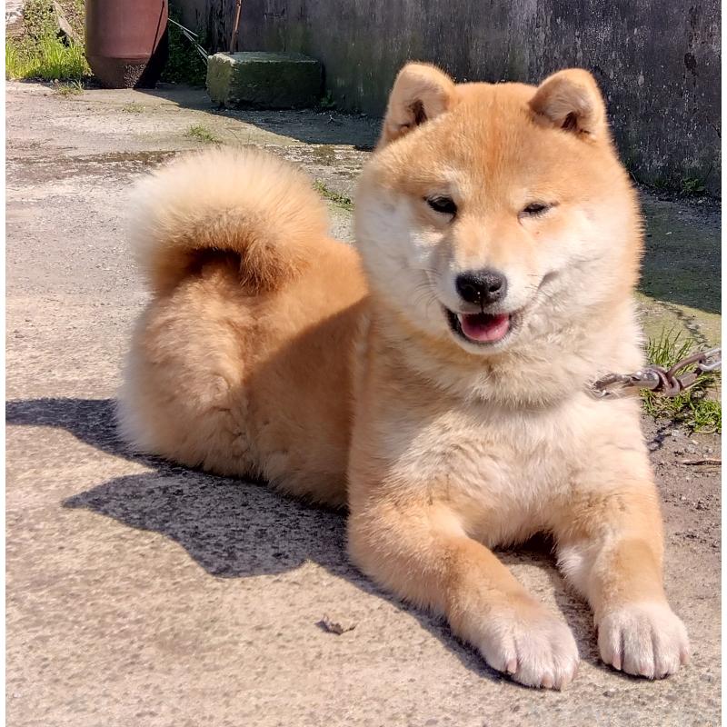 販売中の鹿児島県の豆柴-428469の6枚目