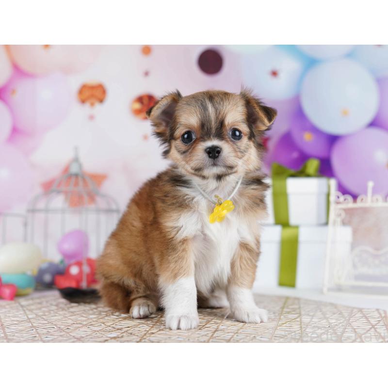 販売中の東京都のチワワ(ロングコート)-434177の1枚目