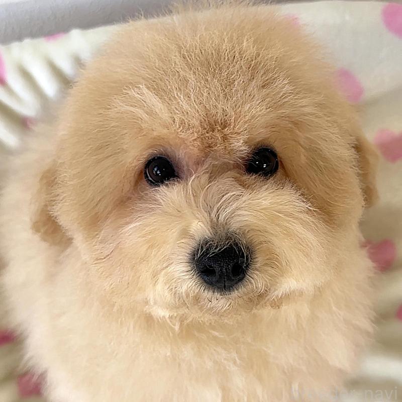 販売中の栃木県のビションプー:ビションフリーゼ×トイプードル-414812