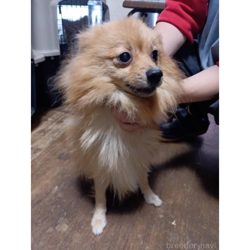 販売中の静岡県のポメラニアン-434176の2枚目
