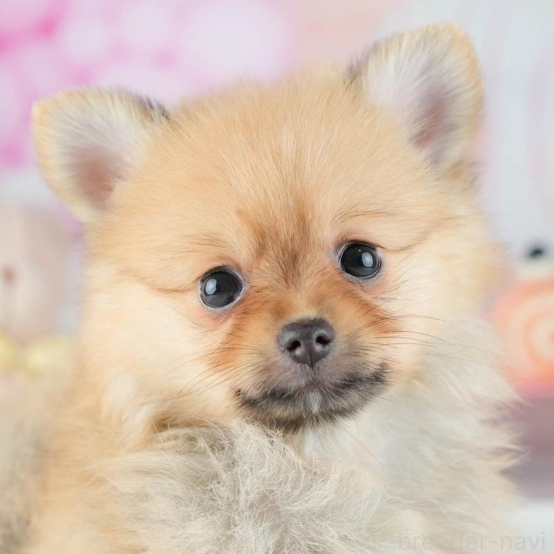 販売中の茨城県のポメラニアン-434179の8枚目