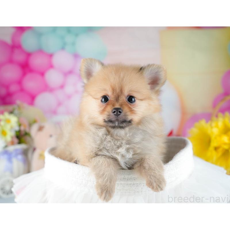 販売中の茨城県のポメラニアン-434179の7枚目