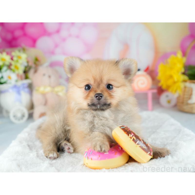 販売中の茨城県のポメラニアン-434179の6枚目