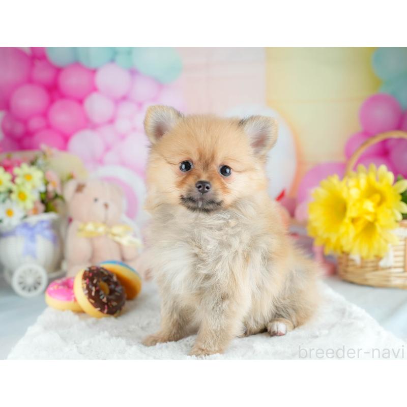 販売中の茨城県のポメラニアン-434179の5枚目