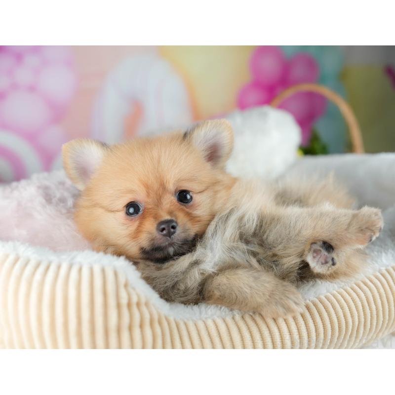 販売中の茨城県のポメラニアン-434179の4枚目