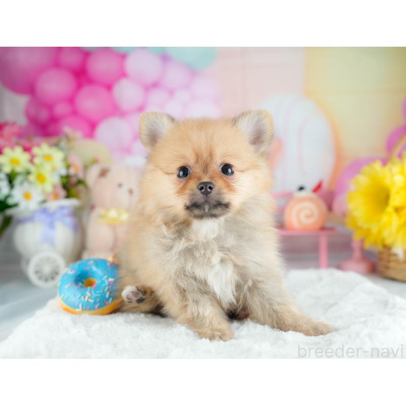 販売中の茨城県のポメラニアン-434179の3枚目