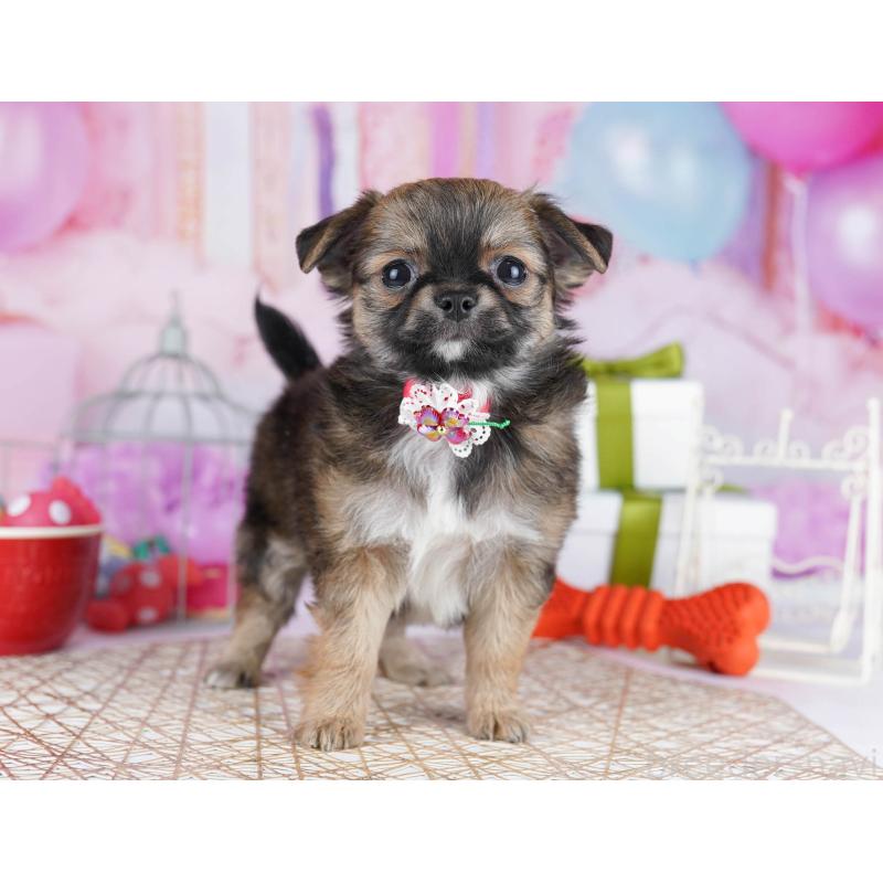 販売中の東京都のチワワ(ロングコート)-434178