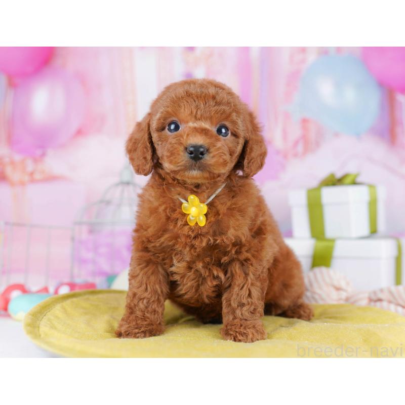 販売中ののトイプードル-434180