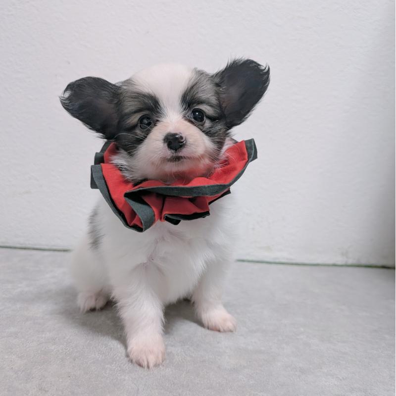 成約済の長崎県のパピヨン-430842の10枚目