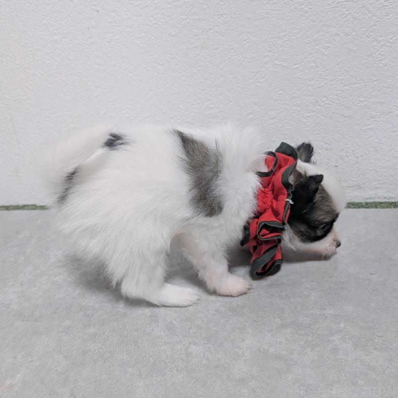 成約済の長崎県のパピヨン-430842の9枚目