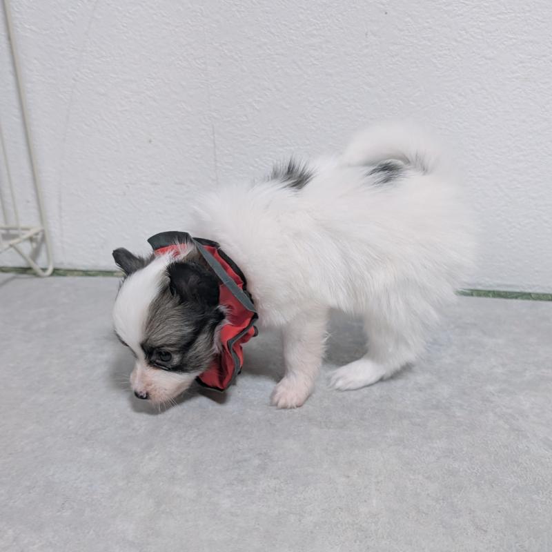 成約済の長崎県のパピヨン-430842の8枚目