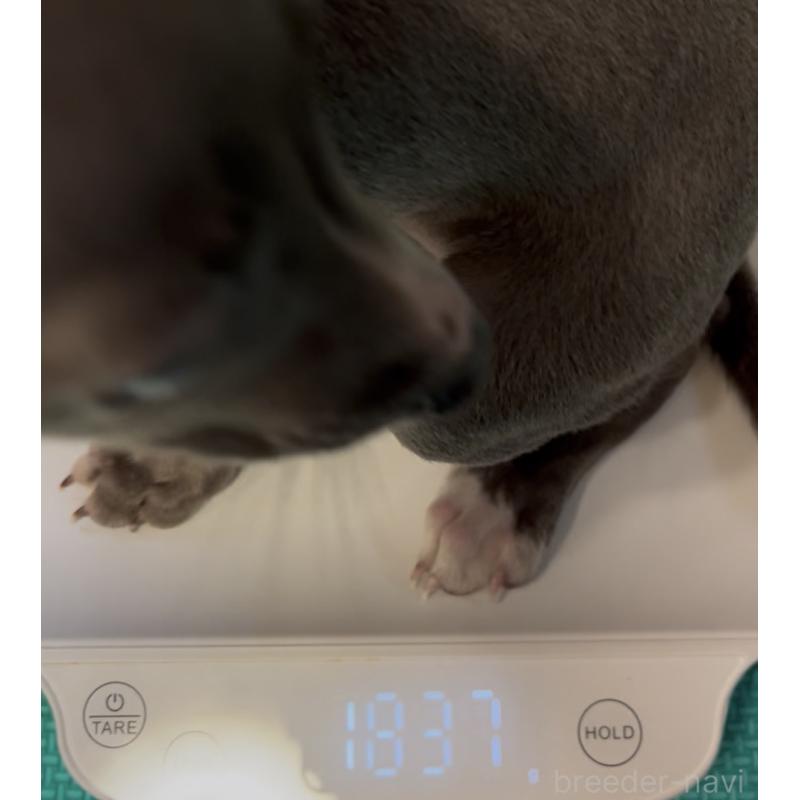 販売中の埼玉県のイタリアングレーハウンド(イタグレ)-422017の14枚目