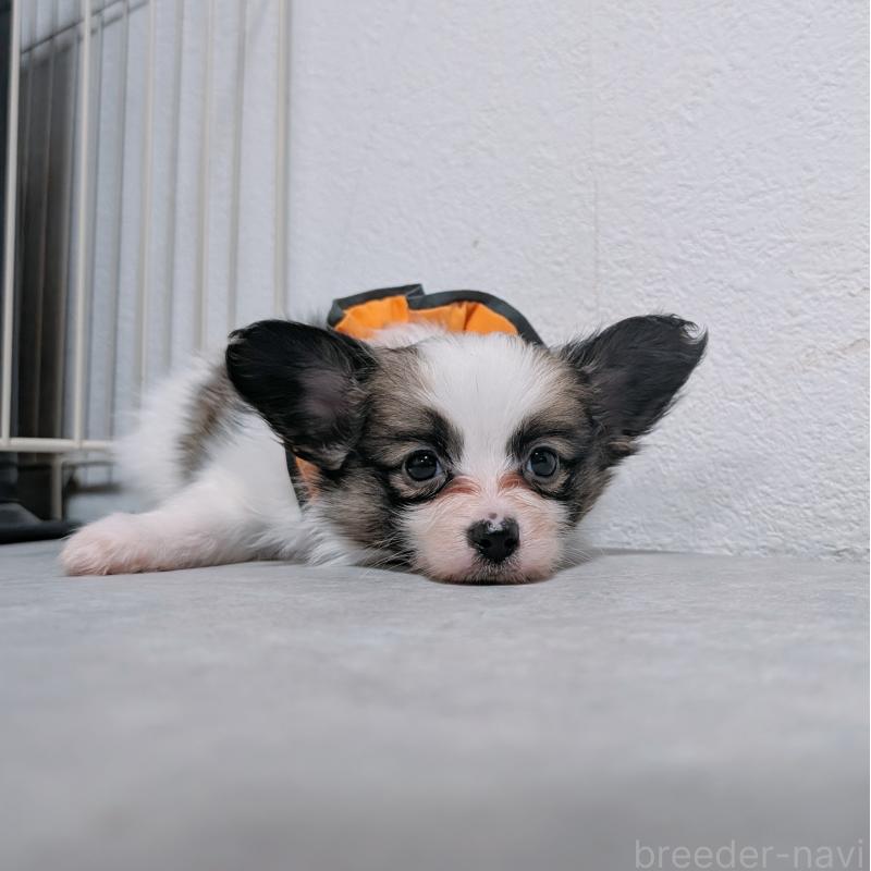 成約済の長崎県のパピヨン-430841の10枚目