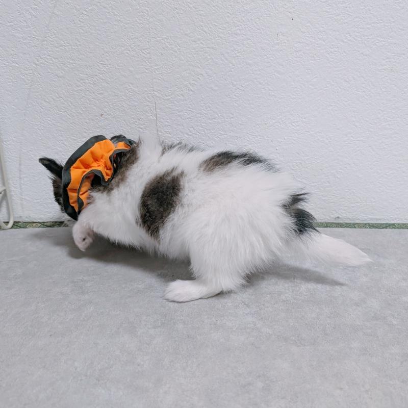 成約済の長崎県のパピヨン-430841の8枚目