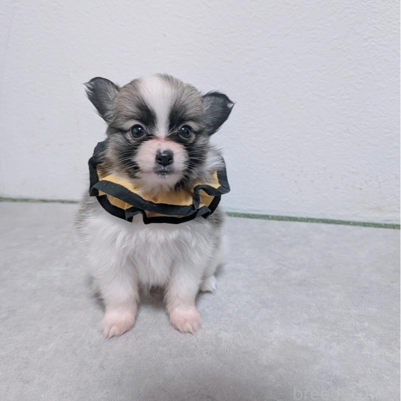 商談中の長崎県のパピヨン-430840の4枚目