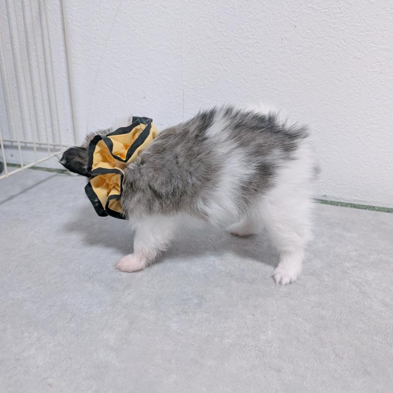 商談中の長崎県のパピヨン-430840の3枚目