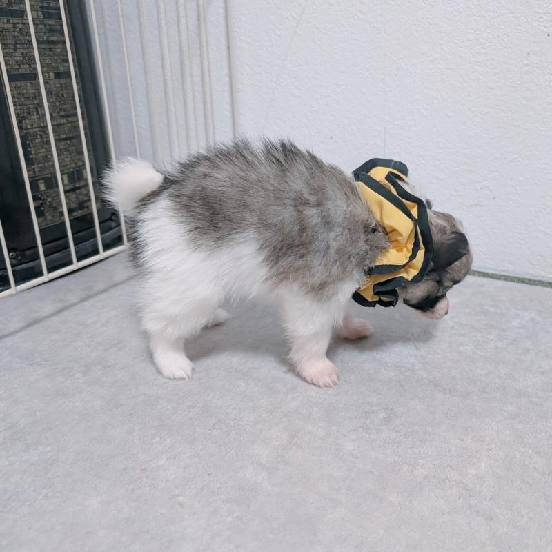 商談中の長崎県のパピヨン-430840の2枚目