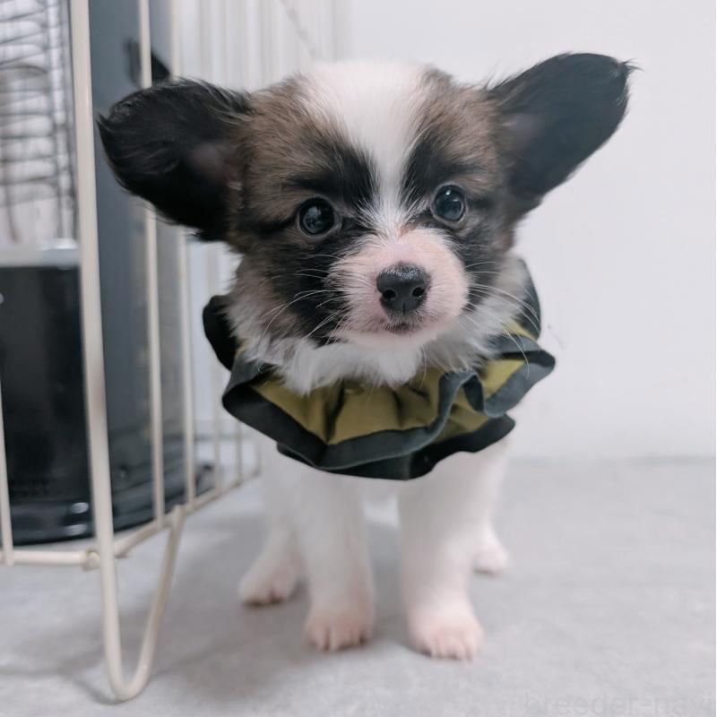 販売中の長崎県のパピヨン-430839の13枚目