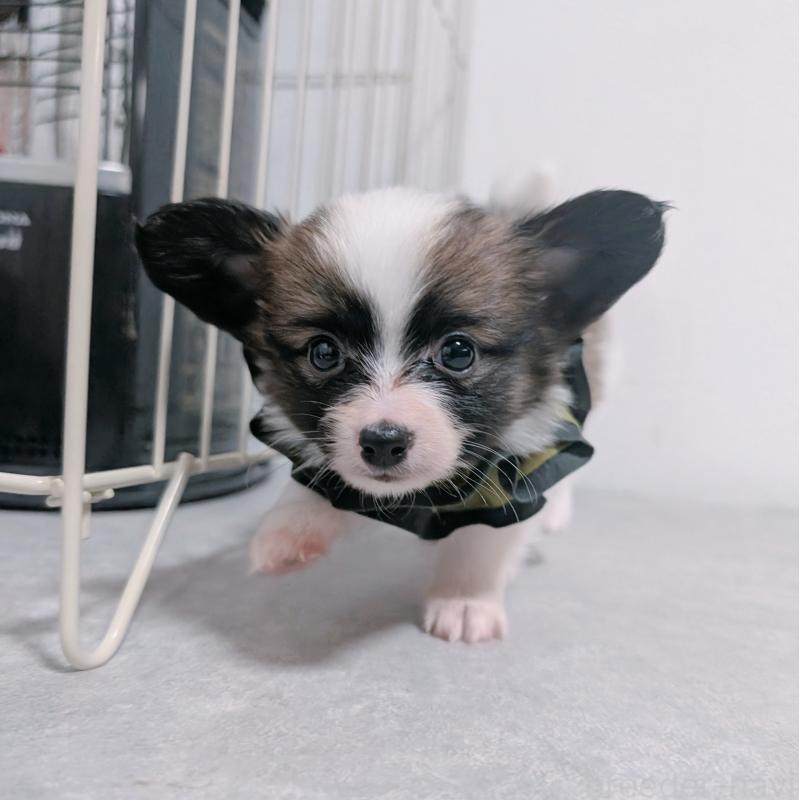 販売中の長崎県のパピヨン-430839の12枚目