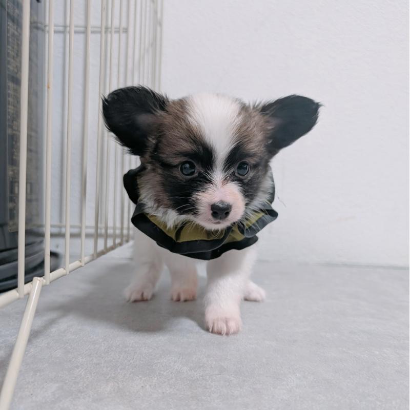 販売中の長崎県のパピヨン-430839の11枚目