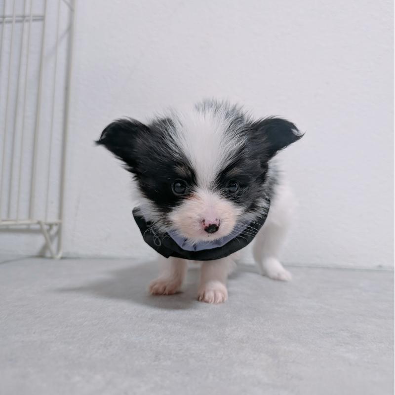 商談中の長崎県のパピヨン-430838の12枚目