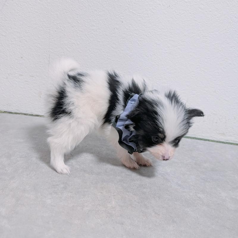 商談中の長崎県のパピヨン-430838の11枚目