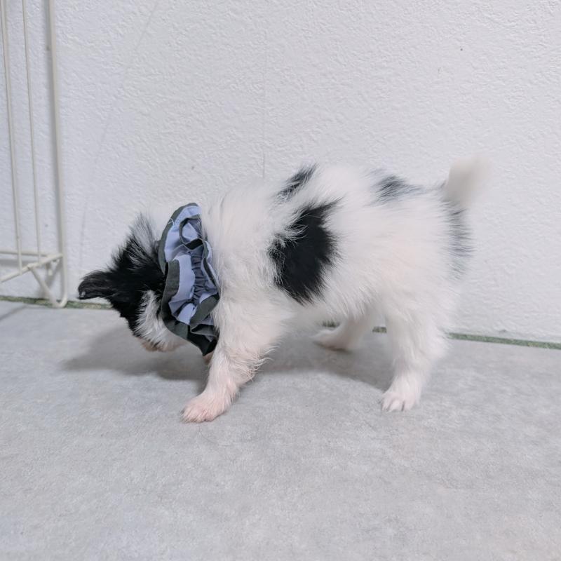 商談中の長崎県のパピヨン-430838の10枚目