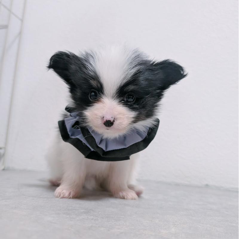 商談中の長崎県のパピヨン-430838の9枚目