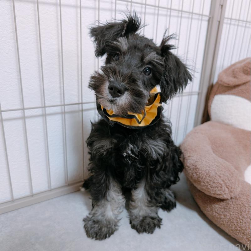 販売中の長崎県のミニチュアシュナウザー-428045の12枚目