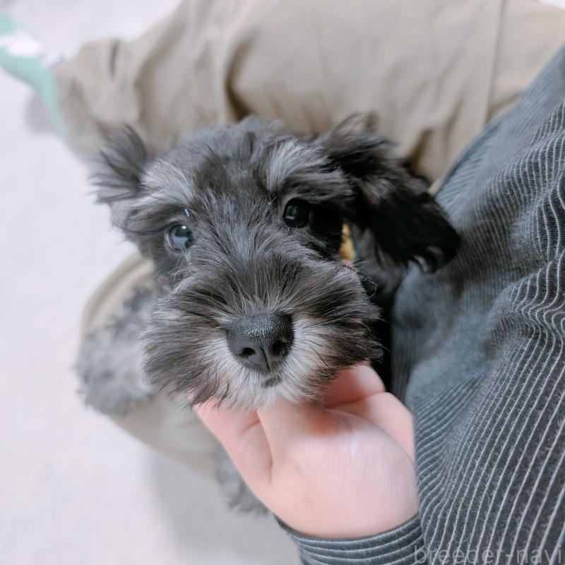 販売中の長崎県のミニチュアシュナウザー-428045の11枚目