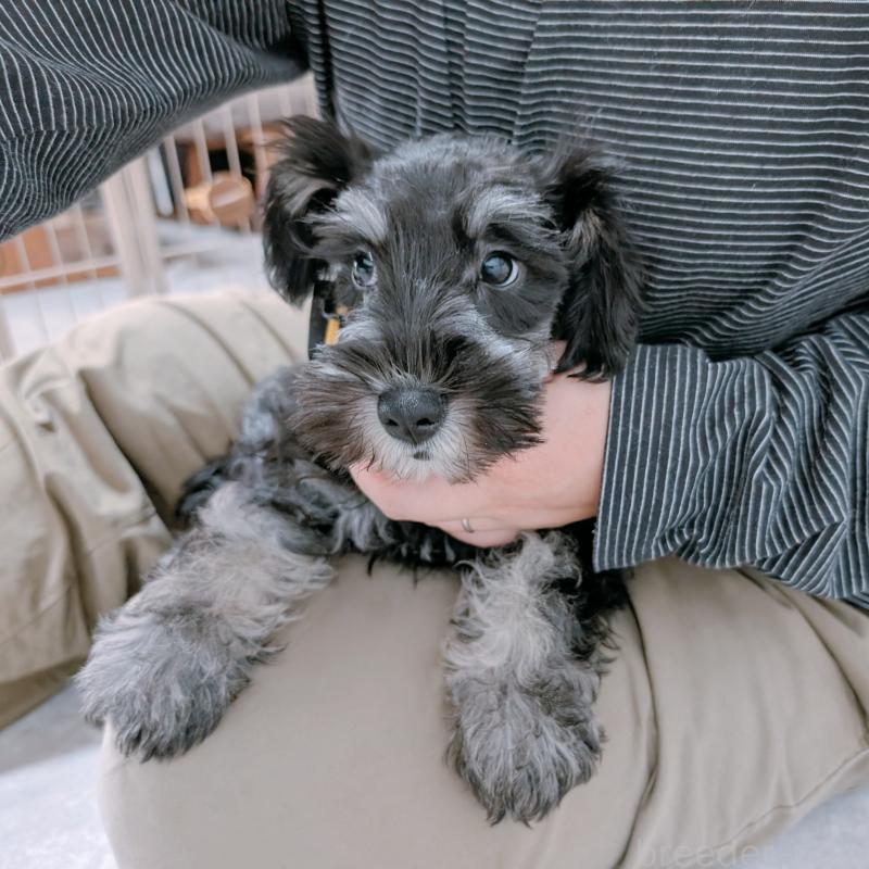 販売中の長崎県のミニチュアシュナウザー-428045の10枚目