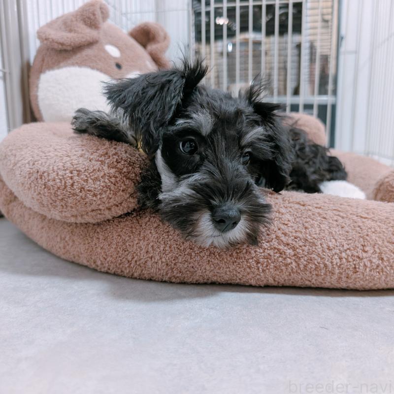 販売中の長崎県のミニチュアシュナウザー-428045の9枚目