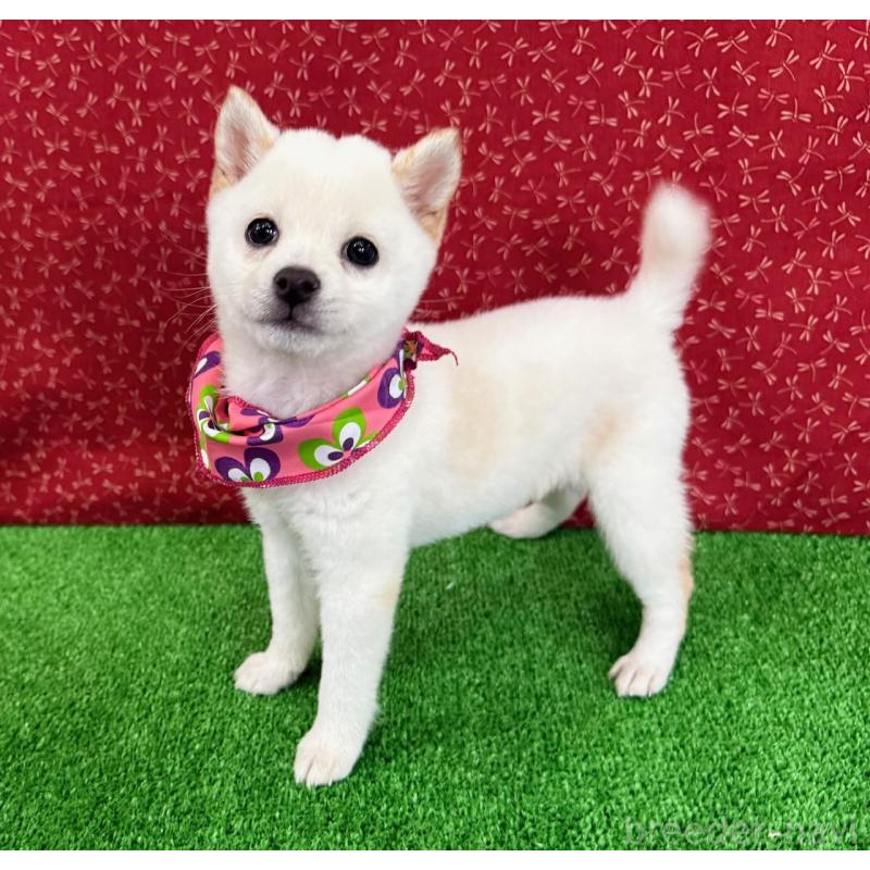 成約済の神奈川県の豆柴-429605の4枚目