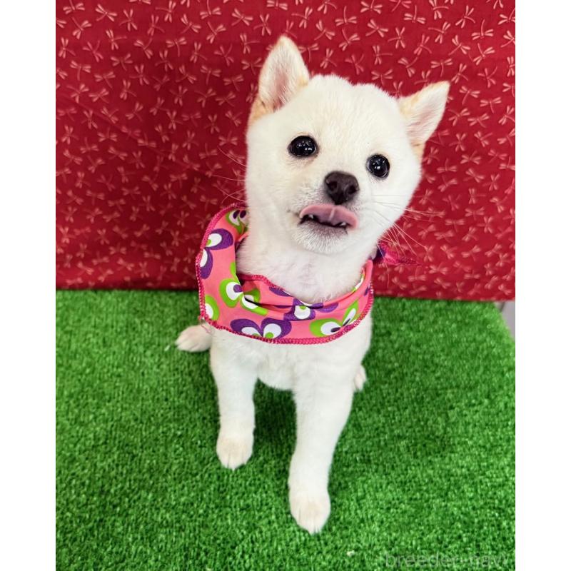 成約済の神奈川県の豆柴-429605の3枚目