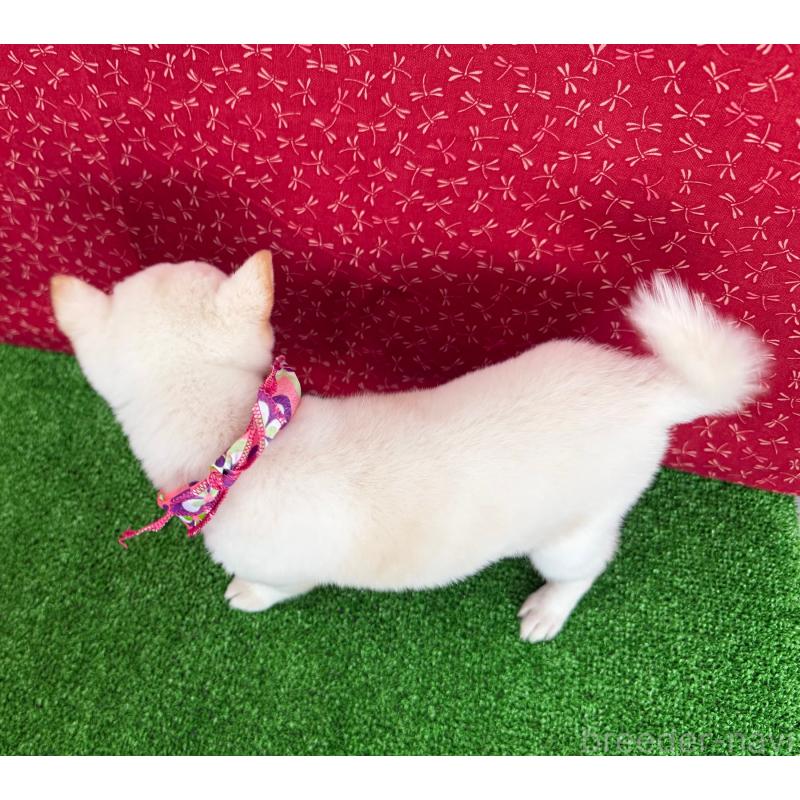 成約済の神奈川県の豆柴-429605の2枚目