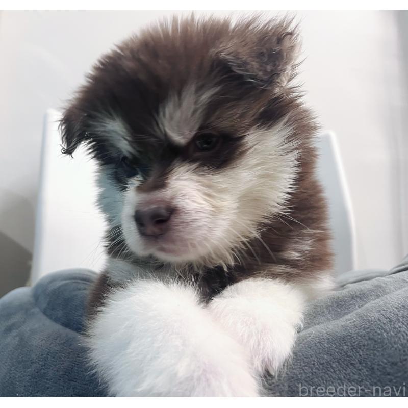 販売中の東京都のアラスカンマラミュート-434182の1枚目