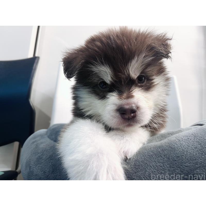 販売中の東京都のアラスカンマラミュート-434182の8枚目