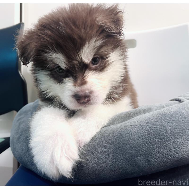 販売中の東京都のアラスカンマラミュート-434182の7枚目