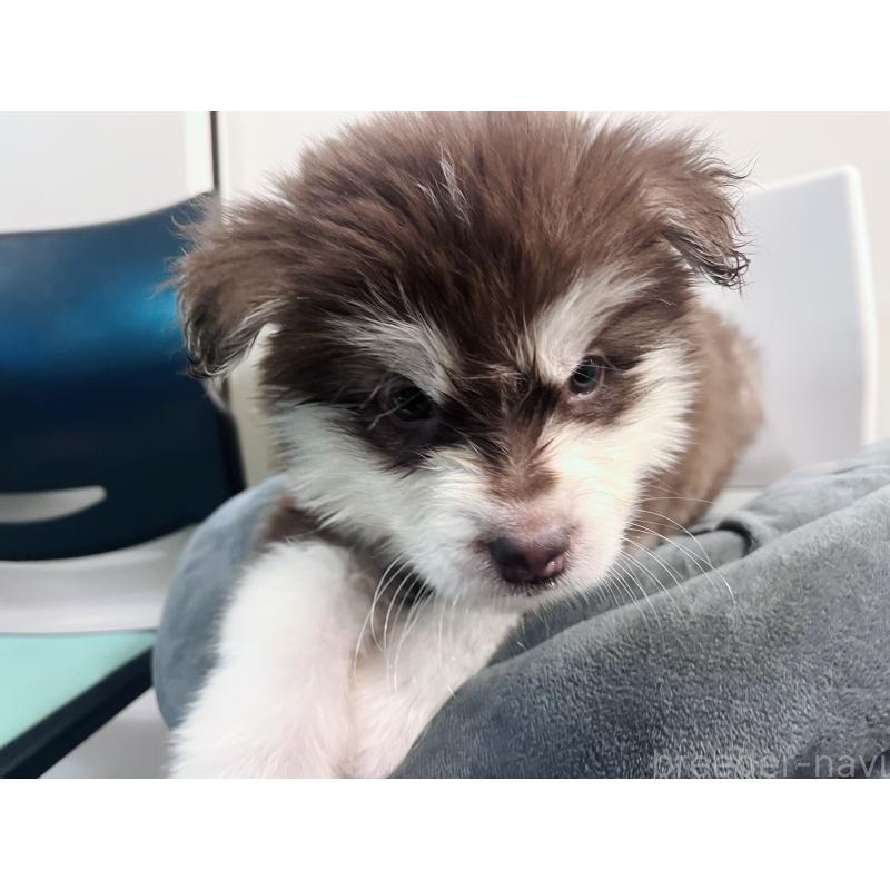 販売中の東京都のアラスカンマラミュート-434182の6枚目