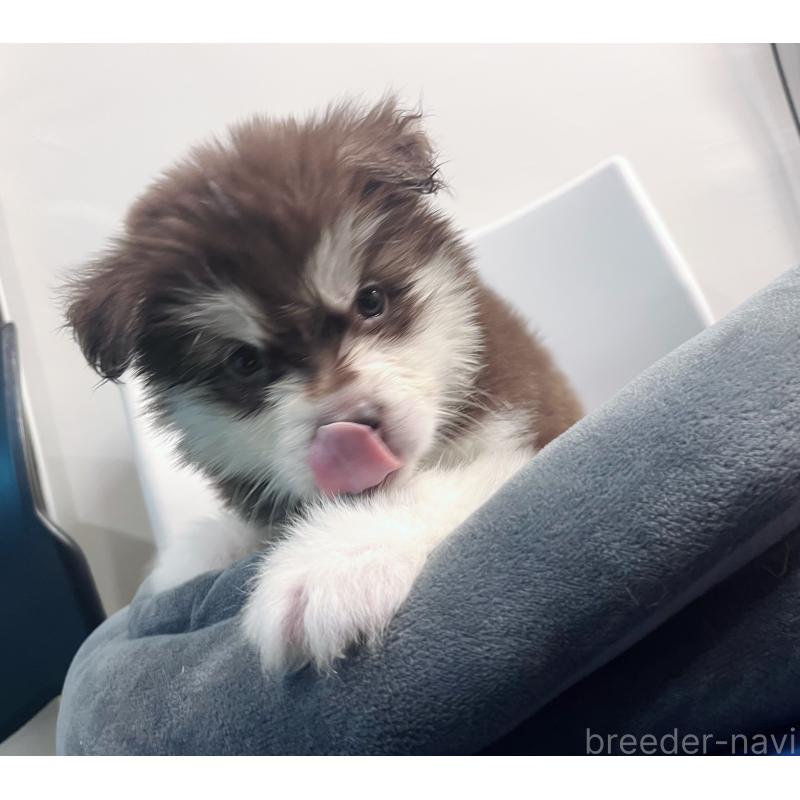 販売中の東京都のアラスカンマラミュート-434182の5枚目