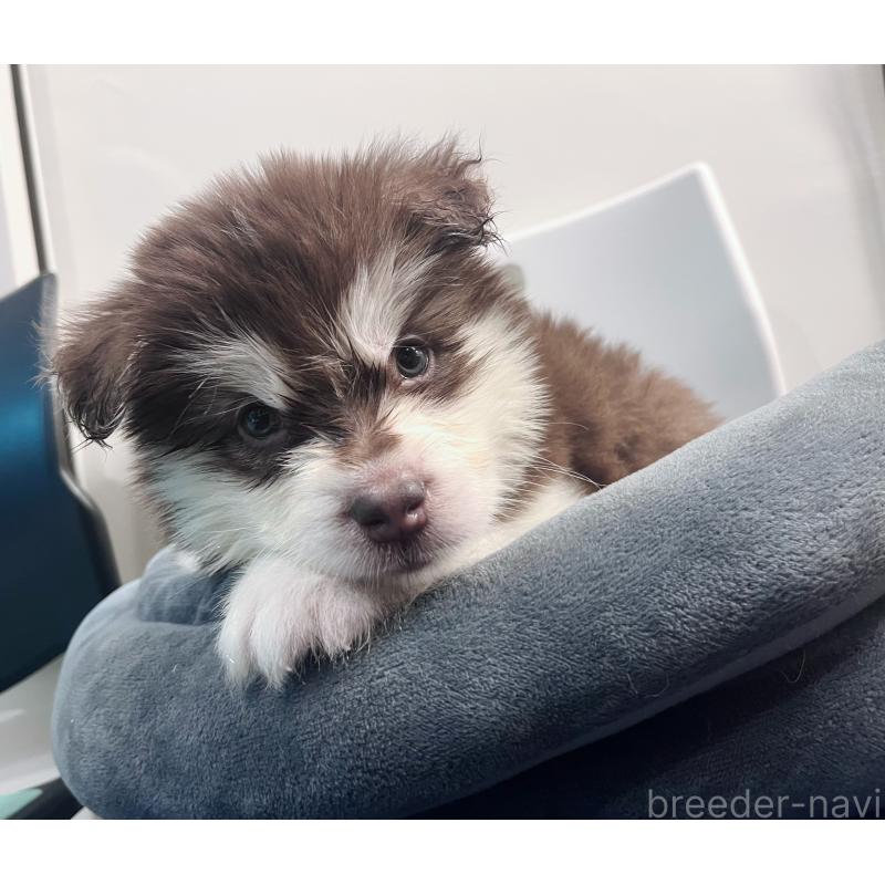 販売中の東京都のアラスカンマラミュート-434182の4枚目