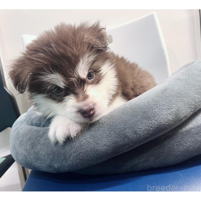 販売中の東京都のアラスカンマラミュート-434182の3枚目