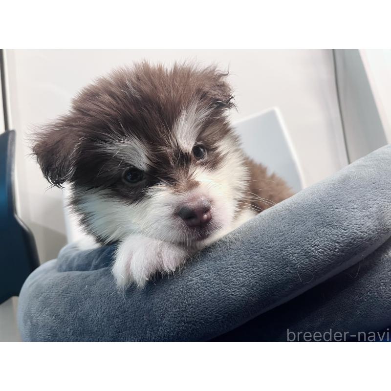 販売中の東京都のアラスカンマラミュート-434182の2枚目