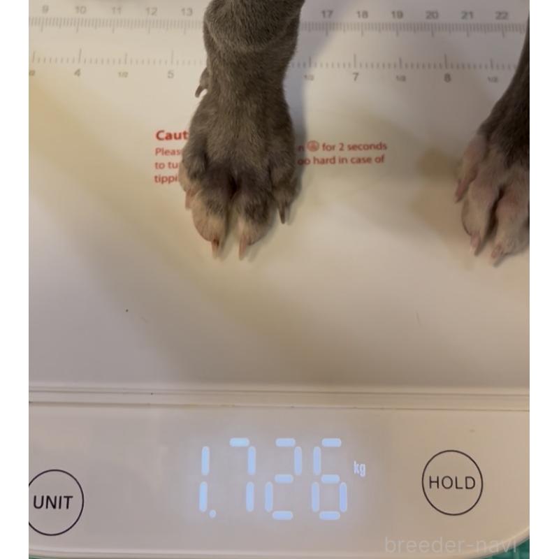 成約済の埼玉県のイタリアングレーハウンド(イタグレ)-422019の2枚目